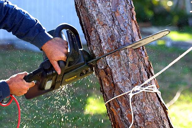 Best Leaf Removal  in Howard Lake, MN