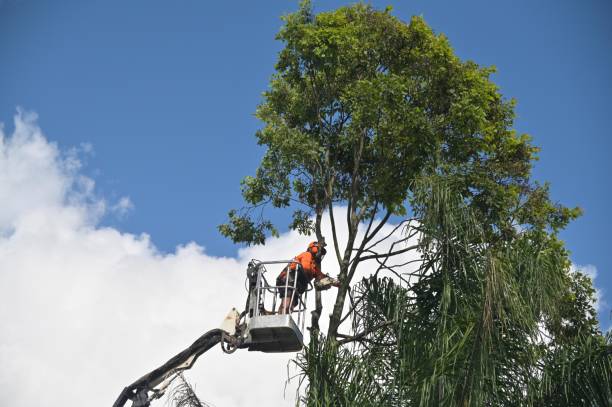 How Our Tree Care Process Works  in  Howard Lake, MN